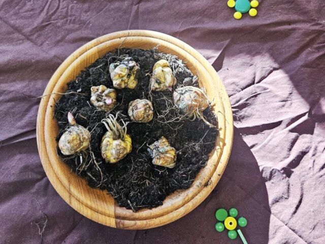 erde-und-blumenzwiebeln-kita-kuratie-vhh